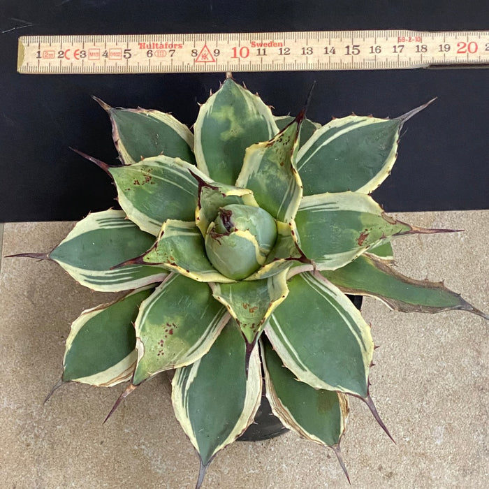 Agave Parryi Aurea Variegata sun loving and hardy succulent plant for sale at TOMs FLOWer CLUB