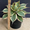 Agave Parryi Aurea Variegata sun loving and hardy succulent plant for sale at TOMs FLOWer CLUB