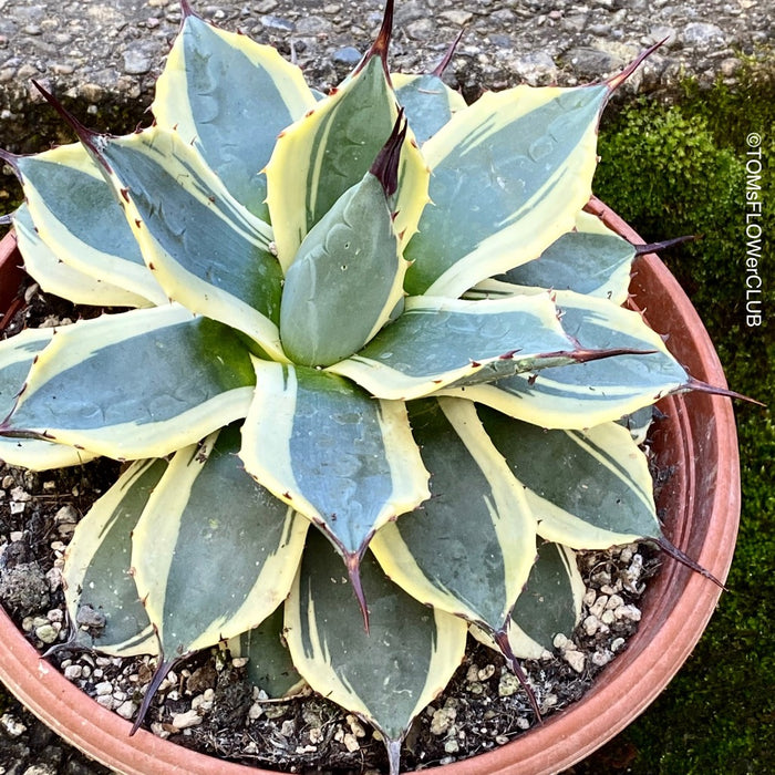 Agave Parryi Aurea Variegata sun loving and hardy succulent plant for sale at TOMs FLOWer CLUB.