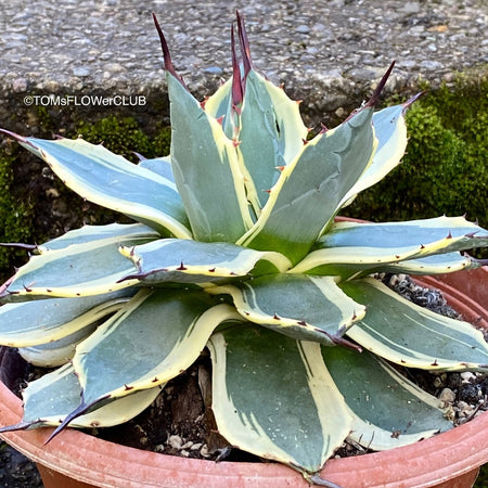 Agave Parryi Aurea Variegata sun loving and hardy succulent plant for sale at TOMs FLOWer CLUB.