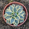 Agave Parryi Aurea Variegata Sonnenliebende Sukkulente Sun-Loving Succulent Winterharte Pflanze Hardy Plant Sukkulente Pflanzen Succulent Varieties Sukkulentenpflege Succulent Care Tips TOMs FLOWer CLUB Sukkulenten Shop Succulent Nursery Sukkulenten online kaufen Buy Succulents Online Agave Parryi for Sale Sukkulentenkollektion Succulent Enthusiast Sukkulente Dekoration Succulent Decor Outdoor Hardy Succulent