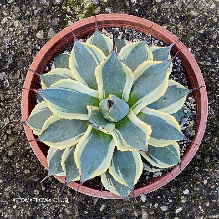 Agave Parryi Aurea Variegata Sonnenliebende Sukkulente Sun-Loving Succulent Winterharte Pflanze Hardy Plant Sukkulente Pflanzen Succulent Varieties Sukkulentenpflege Succulent Care Tips TOMs FLOWer CLUB Sukkulenten Shop Succulent Nursery Sukkulenten online kaufen Buy Succulents Online Agave Parryi for Sale Sukkulentenkollektion Succulent Enthusiast Sukkulente Dekoration Succulent Decor Outdoor Hardy Succulent