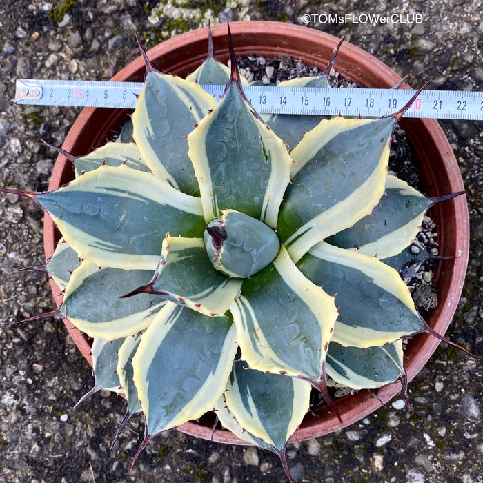 Agave Parryi Aurea Variegata sun loving and hardy succulent plant for sale at TOMs FLOWer CLUB.