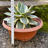 Agave Parryi Aurea Variegata sun loving and hardy succulent plant for sale at TOMs FLOWer CLUB.