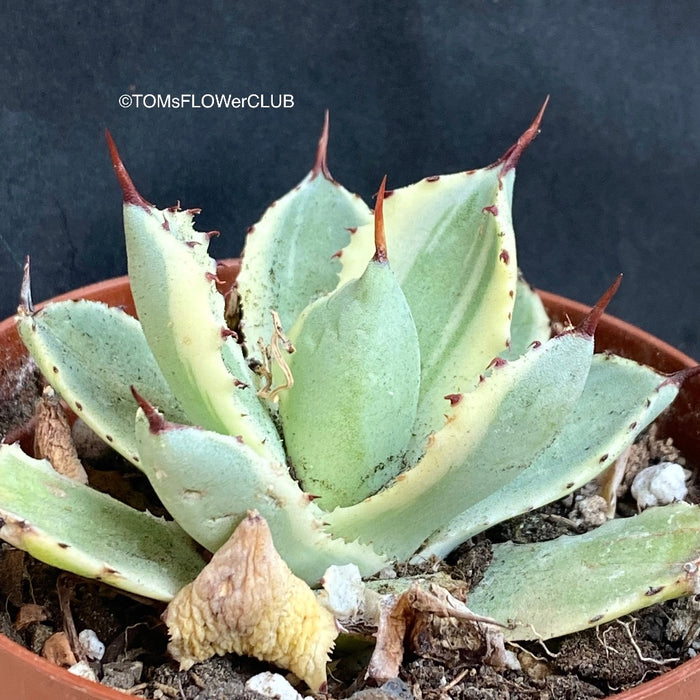 Agave Potatorum Kichijokan Albo Variegata sun loving and hardy succulent plant for sale at TOMs FLOWer CLUB.