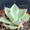 Agave Potatorum Kichijokan Albo Variegata sun loving and hardy succulent plant for sale at TOMs FLOWer CLUB.