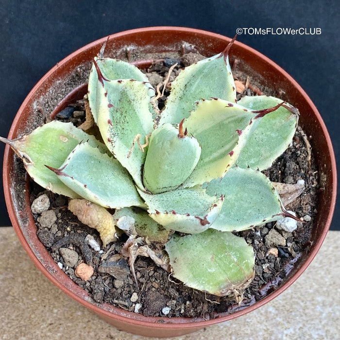 Agave Potatorum Kichijokan Albo Variegata sun loving and hardy succulent plant for sale at TOMs FLOWer CLUB.