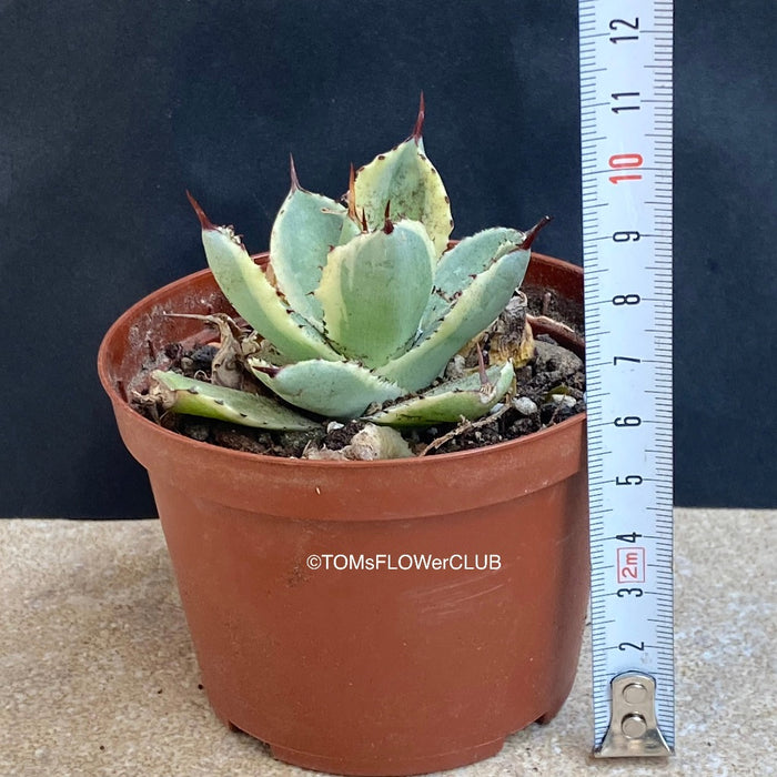 Agave Potatorum Kichijokan Albo Variegata sun loving and hardy succulent plant for sale at TOMs FLOWer CLUB.