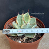 Agave Potatorum Kichijokan Albo Variegata sun loving and hardy succulent plant for sale at TOMs FLOWer CLUB.