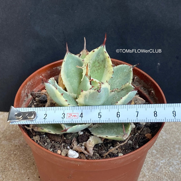 Agave Potatorum Kichijokan Albo Variegata sun loving and hardy succulent plant for sale at TOMs FLOWer CLUB.