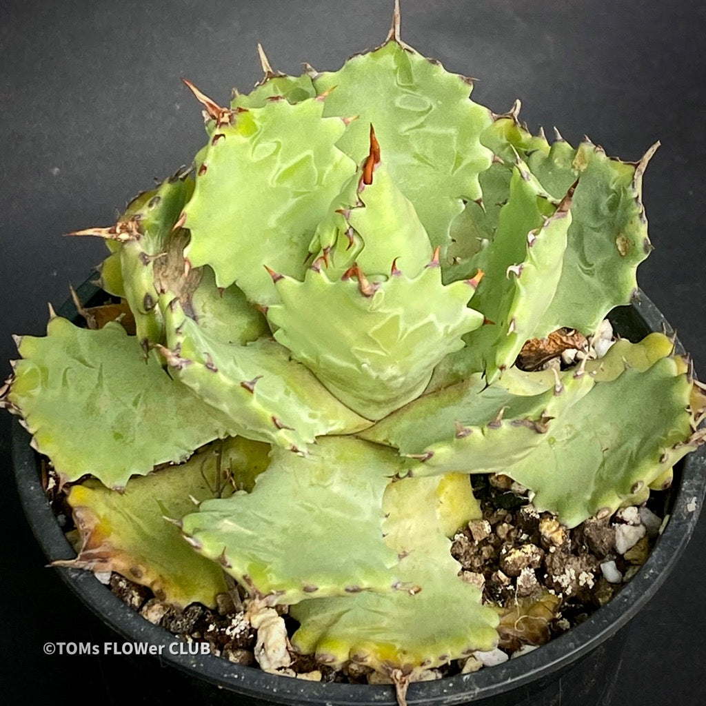 Agave Potatorum | organic succulent sun loving plants | TOMs