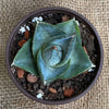 Agave Pumila sun loving succulent plant for sale at TOMs FLOWer CLUB