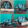 Agave Pumila sun loving succulent plant for sale at TOMs FLOWer CLUB