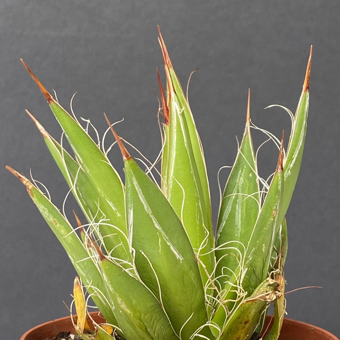 Agave Schidigera sun loving succulent plant for sale at TOMs FLOWer CLUB