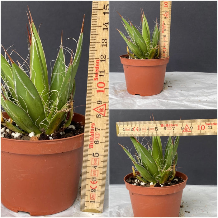 Agave Schidigera sun loving succulent plant for sale at TOMs FLOWer CLUB 