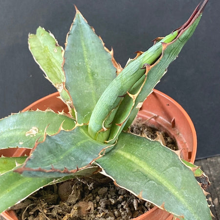 Agave Triangularis sun loving succulent plant for sale at TOMs FLOWer CLUB