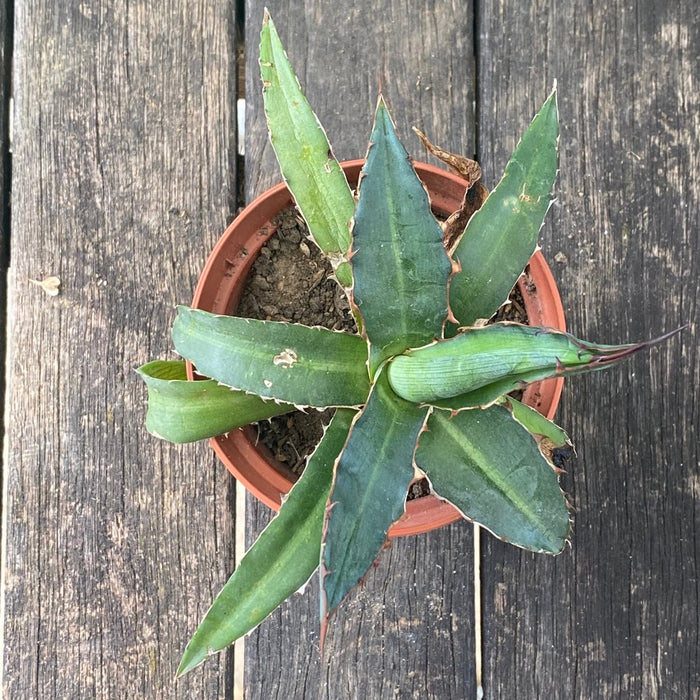 Agave Triangularis sun loving succulent plant for sale at TOMs FLOWer CLUB