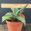 Agave Triangularis sun loving succulent plant for sale at TOMs FLOWer CLUB