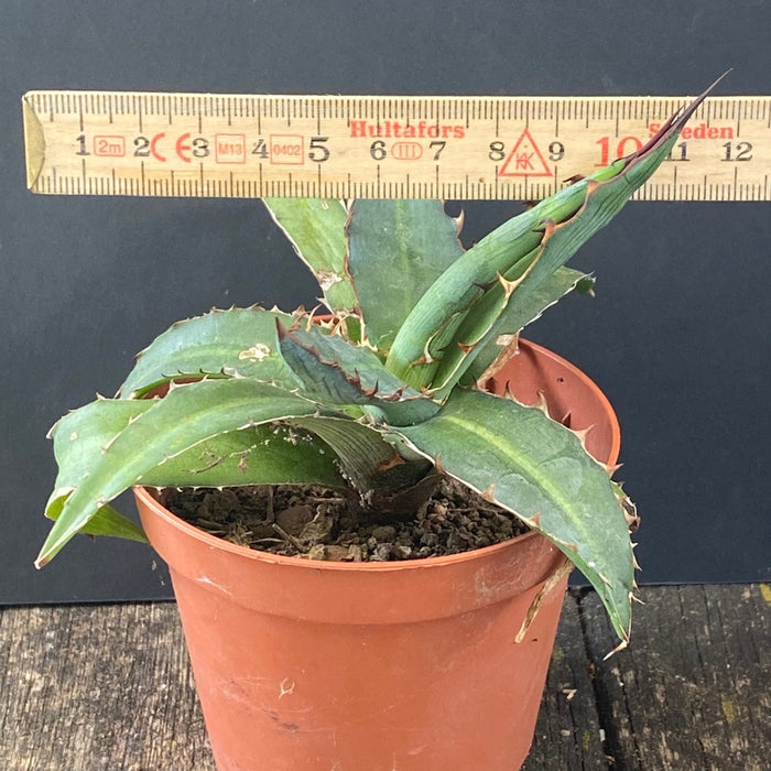 Agave Triangularis sun loving succulent plant for sale at TOMs FLOWer CLUB