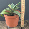 Agave Triangularis sun loving succulent plant for sale at TOMs FLOWer CLUB