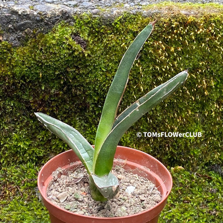 Sun loving succulent plant Agave pintilla for sale by TOMs FLOWer CLUB.