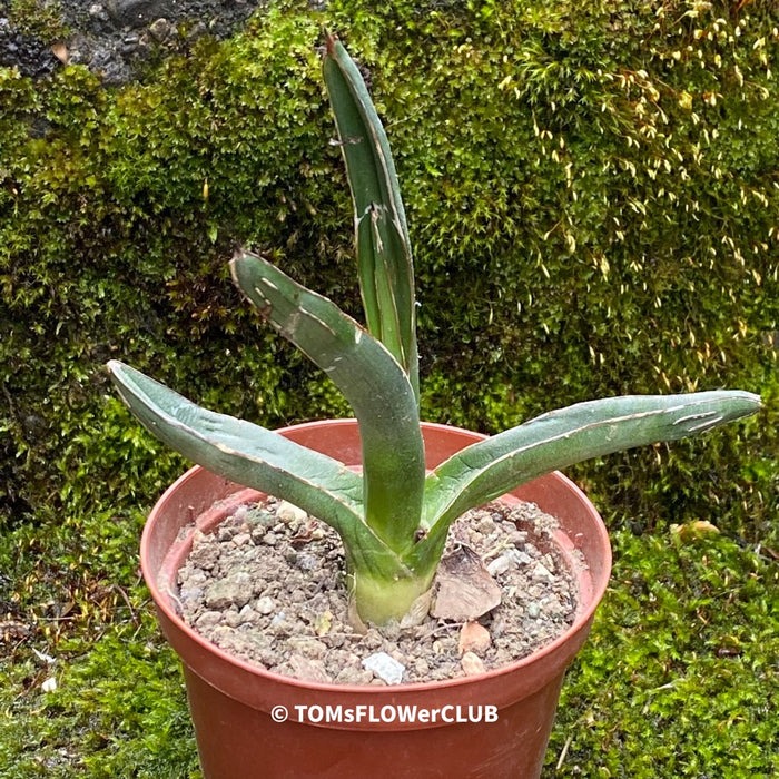 Sun loving succulent plant Agave pintilla for sale by TOMs FLOWer CLUB.