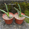 Sun loving succulent plant Agave pintilla for sale by TOMs FLOWer CLUB.