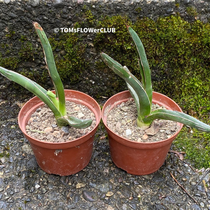 Sun loving succulent plant Agave pintilla for sale by TOMs FLOWer CLUB.