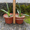 Sun loving succulent plant Agave pintilla for sale by TOMs FLOWer CLUB.