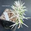 Alluaudia Comosa, sun loving succulent plants for sale at TOMs FLOWer CLUB.