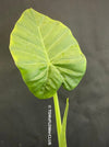 Alocasia calidora - Elephant Ear, organically grown tropical plants for sale at TOMs FLOWer CLUB.