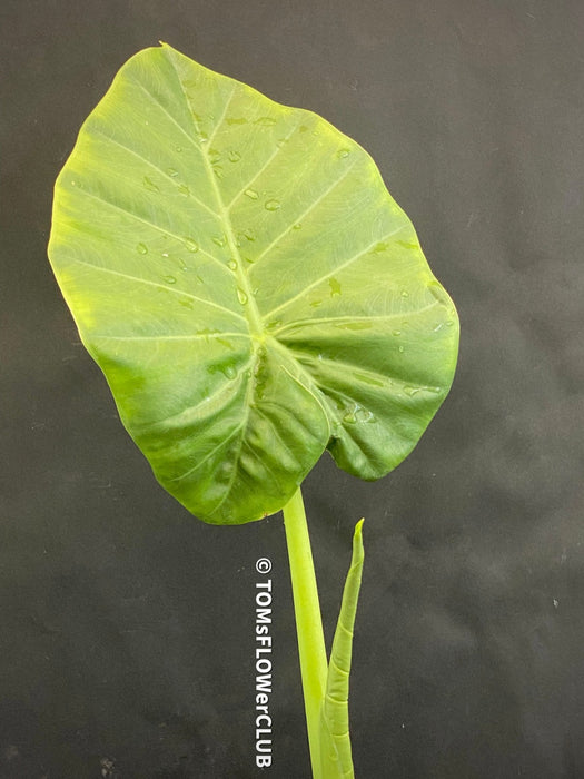 Alocasia calidora - Elephant Ear, organically grown tropical plants for sale at TOMs FLOWer CLUB.