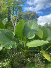 Alocasia calidora - Elephant Ear, organically grown tropical plants for sale at TOMs FLOWer CLUB; Insel Mainau, giant plant, Elefantenohr, elephants ear. Bodensee, Lake of Constance