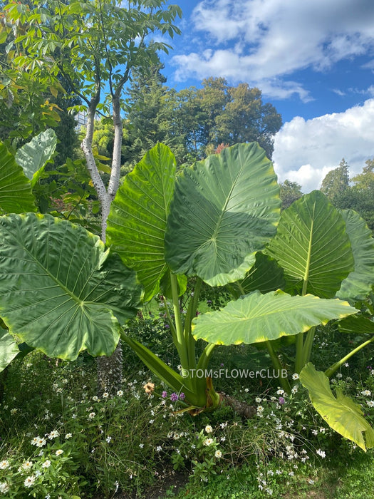 Alocasia calidora - Elephant Ear, organically grown tropical plants for sale at TOMs FLOWer CLUB; Insel Mainau, giant plant, Elefantenohr, elephants ear. Bodensee, Lake of Constance