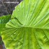 Alocasia calidora - Elephant Ear, organically grown tropical plants for sale at TOMs FLOWer CLUB.