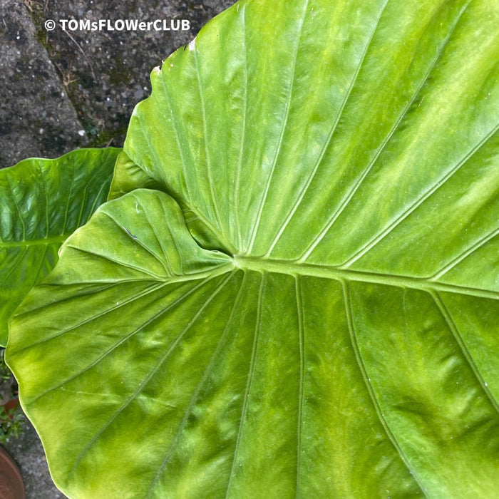 Alocasia calidora - Elephant Ear, organically grown tropical plants for sale at TOMs FLOWer CLUB.