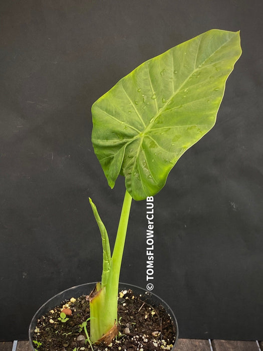 Alocasia calidora - Elephant Ear, organically grown tropical plants for sale at TOMs FLOWer CLUB.