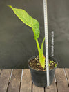 Alocasia calidora - Elephant Ear, organically grown tropical plants for sale at TOMs FLOWer CLUB.