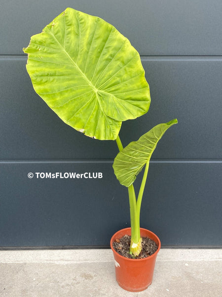 Alocasia calidora - Elephant Ear, organically grown tropical plants for sale at TOMs FLOWer CLUB.