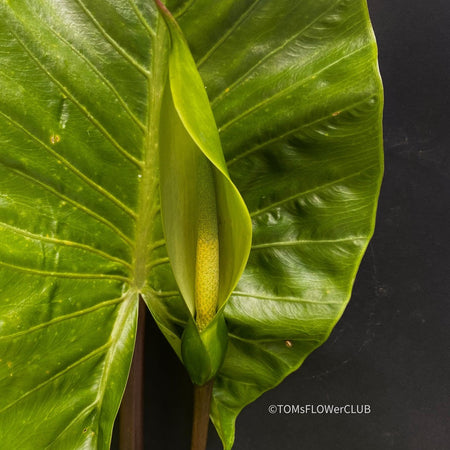 Flowering Alocasia macrorrhiza - Elephant Ear, organically grown tropical plants for sale at TOMs FLOWer CLUB