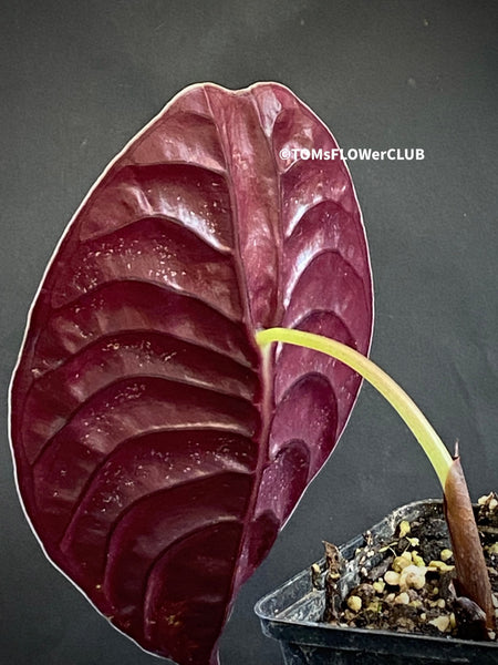 Alocasia Cuprea, organically grown tropical plants for sale at TOMs FLOWer CLUB