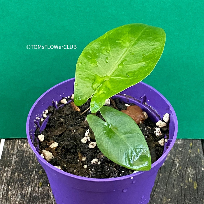 Alocasia macrorrhiza - Elephant Ear, organically grown tropical plants for sale at TOMs FLOWer CLUB