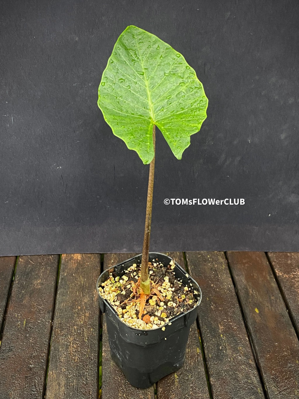 baby elephant ear plant Alocasia macrorrhiza | Elephant Ear | organically grown tropical plants