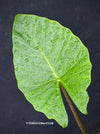 Alocasia macrorrhiza / Elephant Ear, organically grown tropical plants for sale at TOMs FLOWer CLUB Alocasia macrorrhiza Giant Taro Elephant's Ear Alocasia macrorrhiza care Alocasia macrorrhiza plant Alocasia macrorrhiza indoor plant Alocasia macrorrhiza care tips Alocasia macrorrhiza propagation Alocasia macrorrhiza varieties Alocasia macrorrhiza for sale Alocasia macrorrhiza gardening Alocasia macrorrhiza leaves Alocasia macrorrhiza tropical plant Alocasia macrorrhiza outdoor plant houseplant