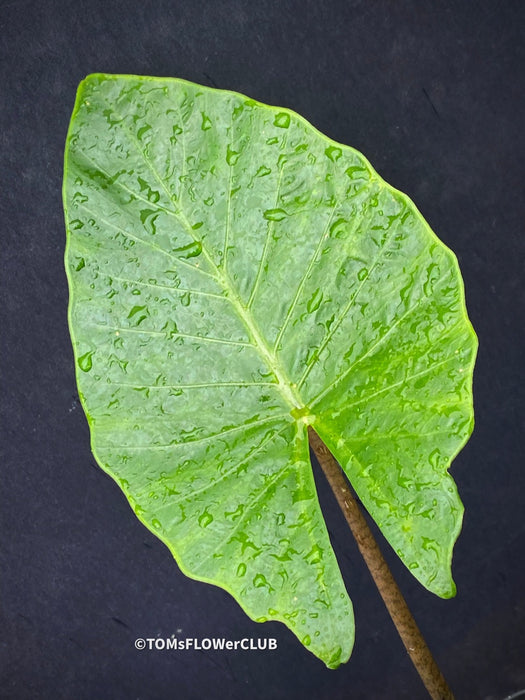 Alocasia macrorrhiza / Elephant Ear, organically grown tropical plants for sale at TOMs FLOWer CLUB Alocasia macrorrhiza Giant Taro Elephant's Ear Alocasia macrorrhiza care Alocasia macrorrhiza plant Alocasia macrorrhiza indoor plant Alocasia macrorrhiza care tips Alocasia macrorrhiza propagation Alocasia macrorrhiza varieties Alocasia macrorrhiza for sale Alocasia macrorrhiza gardening Alocasia macrorrhiza leaves Alocasia macrorrhiza tropical plant Alocasia macrorrhiza outdoor plant houseplant