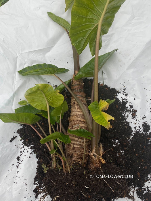 Alocasia macrorrhiza / Elephant Ear, organically grown tropical plants for sale at TOMs FLOWer CLUB Alocasia macrorrhiza Giant Taro Elephant's Ear Alocasia macrorrhiza care Alocasia macrorrhiza plant Alocasia macrorrhiza indoor plant Alocasia macrorrhiza care tips Alocasia macrorrhiza propagation Alocasia macrorrhiza varieties Alocasia macrorrhiza for sale Alocasia macrorrhiza gardening Alocasia macrorrhiza leaves Alocasia macrorrhiza tropical plant Alocasia macrorrhiza outdoor plant houseplant