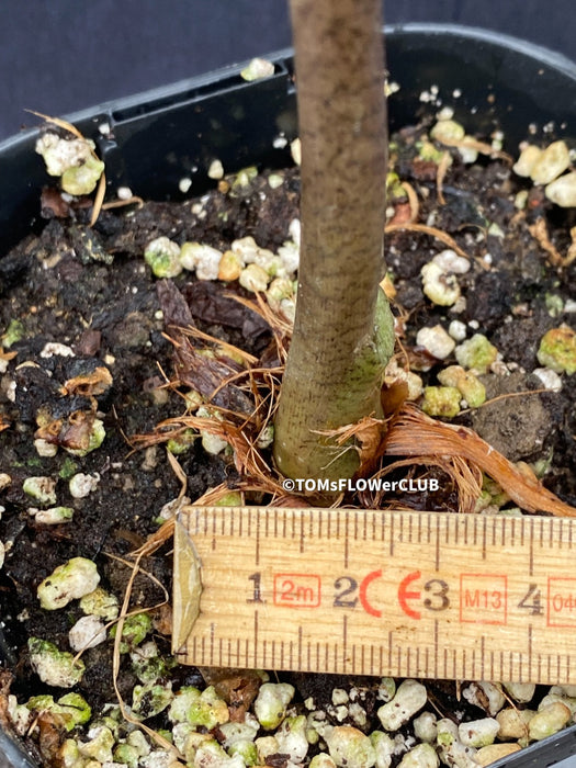 Alocasia macrorrhiza / Elephant Ear, organically grown tropical plants for sale at TOMs FLOWer CLUB Alocasia macrorrhiza Giant Taro Elephant's Ear Alocasia macrorrhiza care Alocasia macrorrhiza plant Alocasia macrorrhiza indoor plant Alocasia macrorrhiza care tips Alocasia macrorrhiza propagation Alocasia macrorrhiza varieties Alocasia macrorrhiza for sale Alocasia macrorrhiza gardening Alocasia macrorrhiza leaves Alocasia macrorrhiza tropical plant Alocasia macrorrhiza outdoor plant houseplant