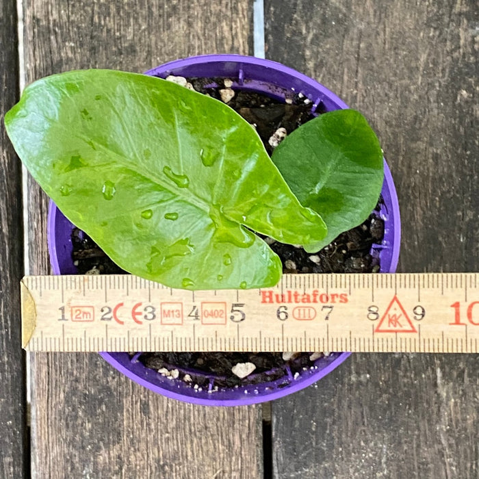 Alocasia macrorrhiza - Elephant Ear, organically grown tropical plants for sale at TOMs FLOWer CLUB