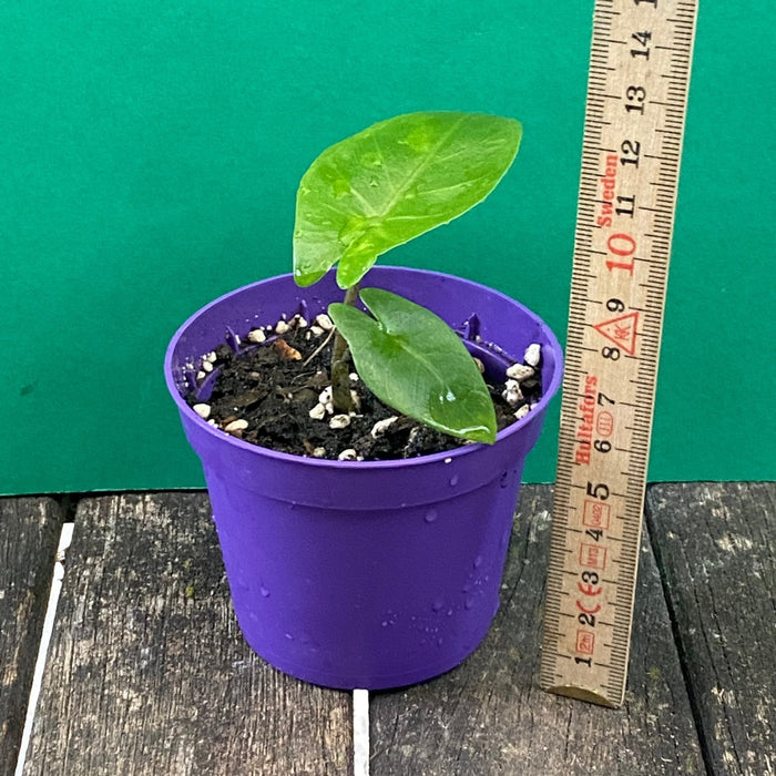 Alocasia macrorrhiza - Elephant Ear, organically grown tropical plants for sale at TOMs FLOWer CLUB