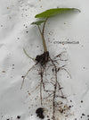 Alocasia macrorrhiza - Elephant Ear, organically grown tropical plants for sale at TOMs FLOWer CLUB